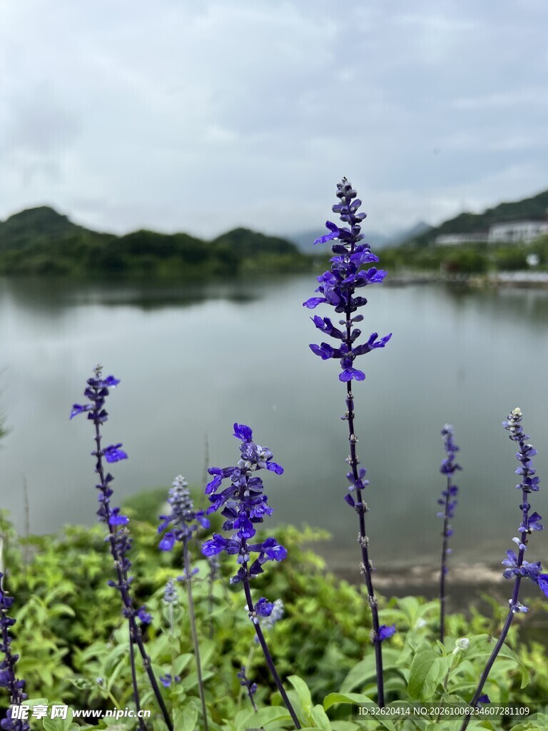 湖边蓝花山水风光