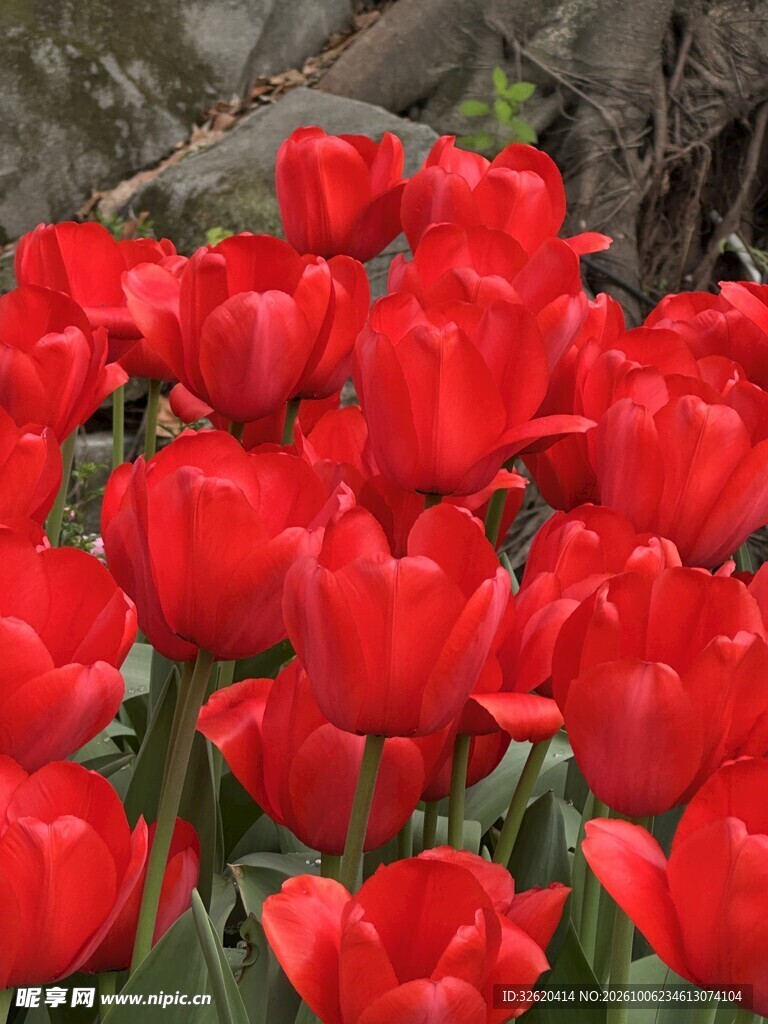 盛放的红色郁金香花丛