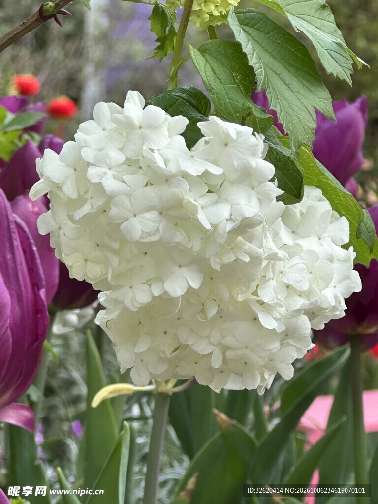 白色绣球花特写