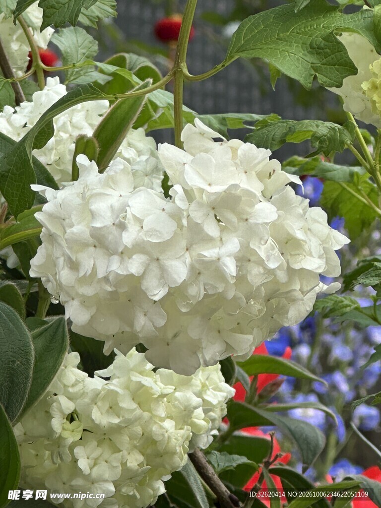 白色绣球花特写