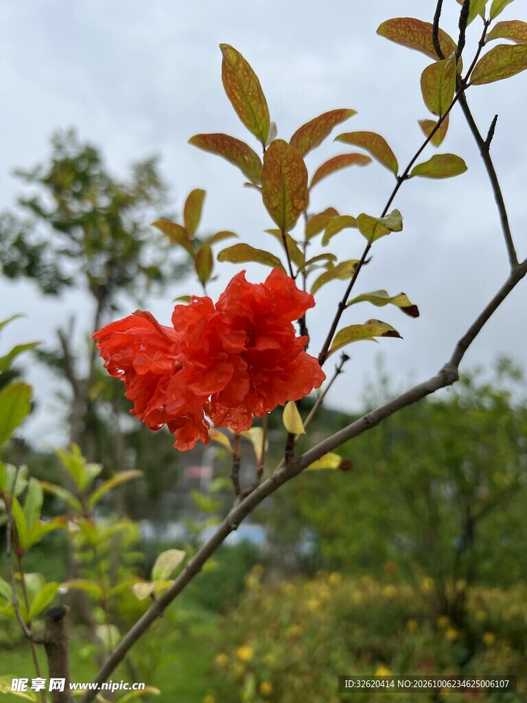 山间红杜鹃花枝