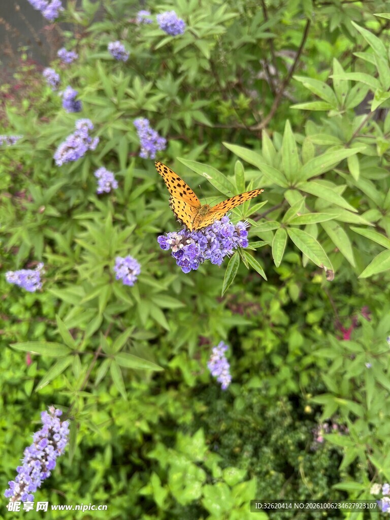 黄蝴蝶栖于紫花丛间