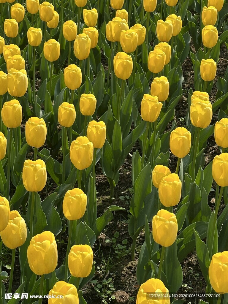 郁金香花田