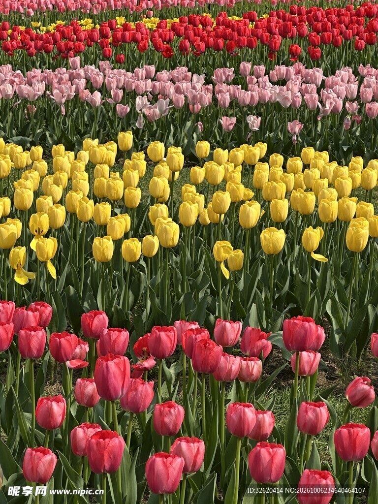 多彩郁金香花田