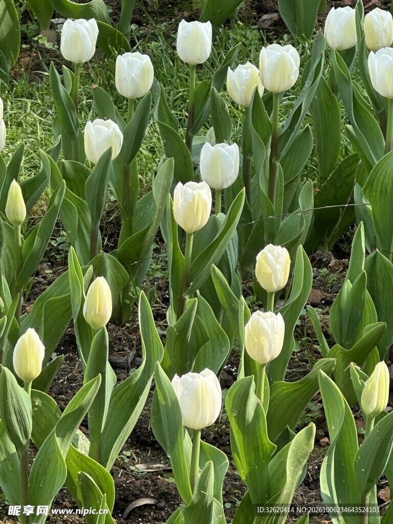 白色郁金香花丛