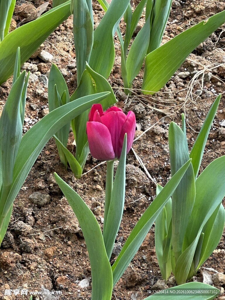 玫红郁金香花苞