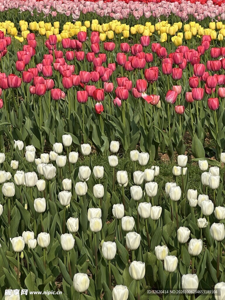 多彩郁金香花田