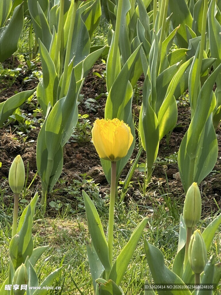 初绽黄色郁金香