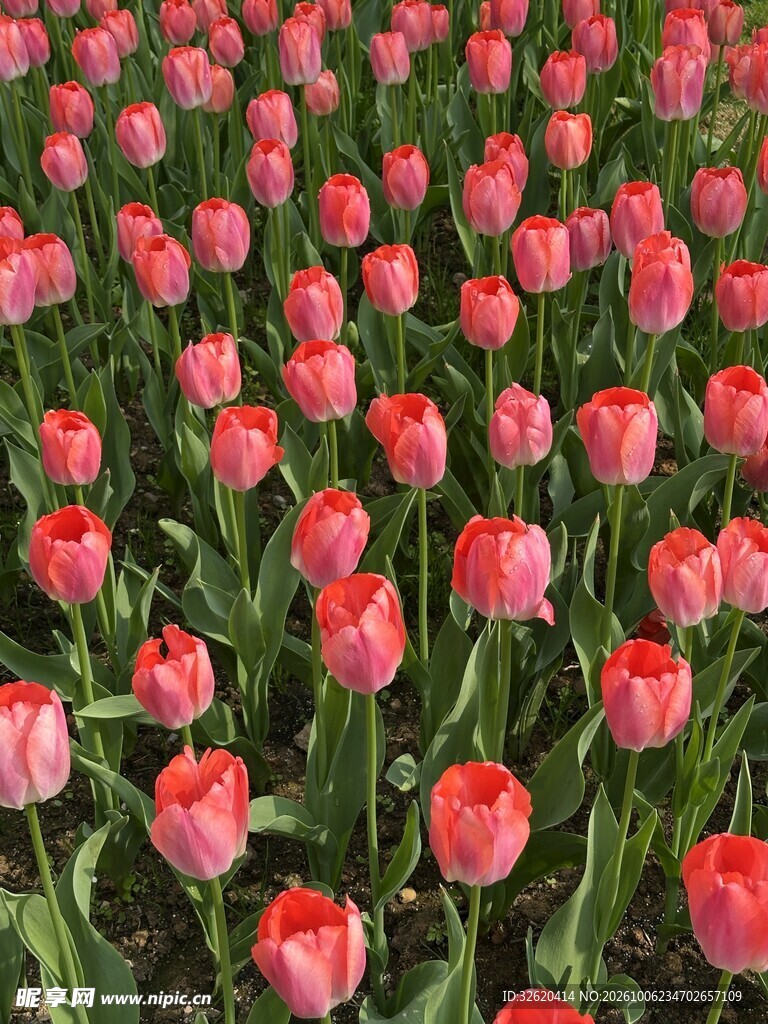红色郁金香花海