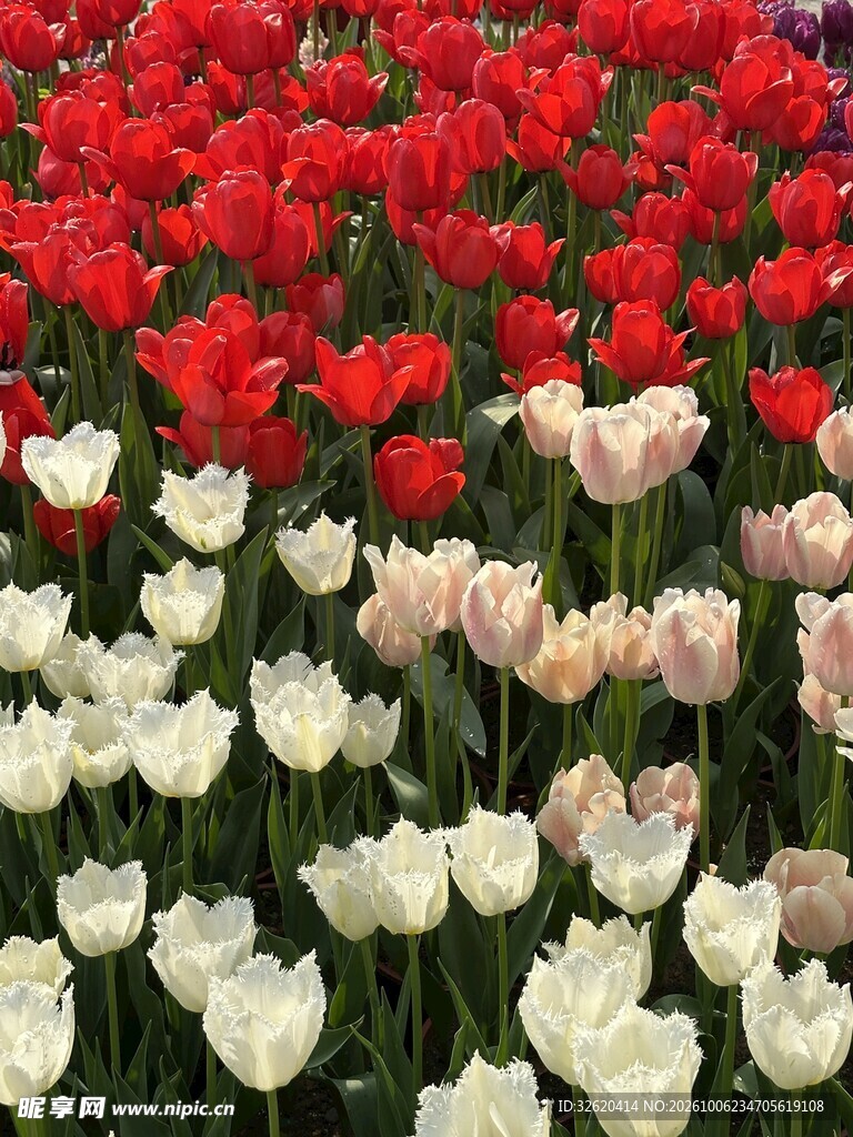 多彩郁金香花海