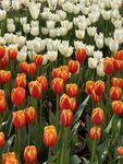 双色郁金香花田