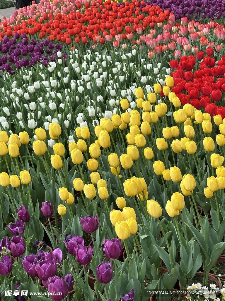 多彩郁金香花海