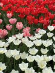多彩郁金香花海
