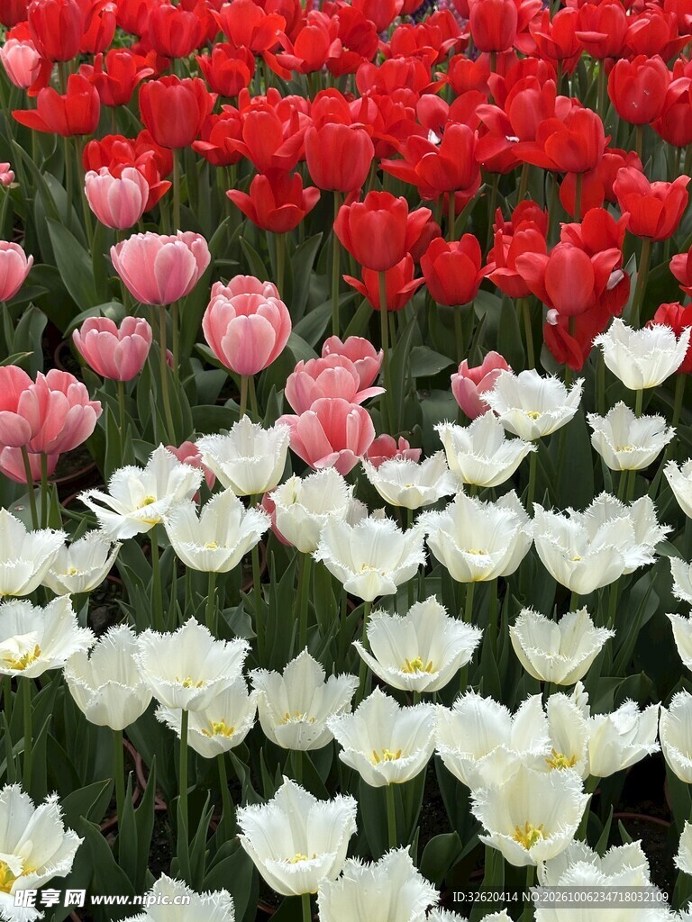 多彩郁金香花海