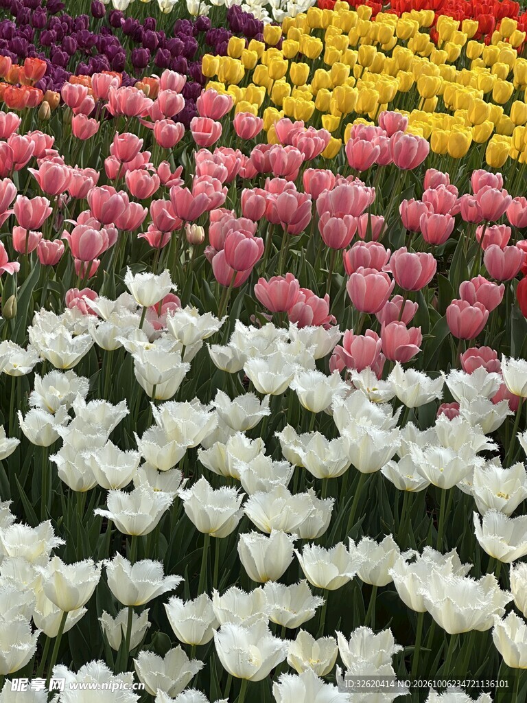 多彩郁金香花田