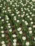 白色郁金香花田