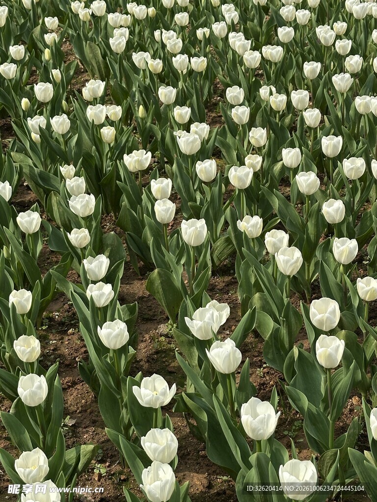 白色郁金香花田