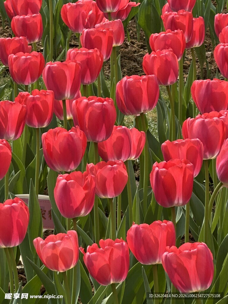 红色郁金香花田