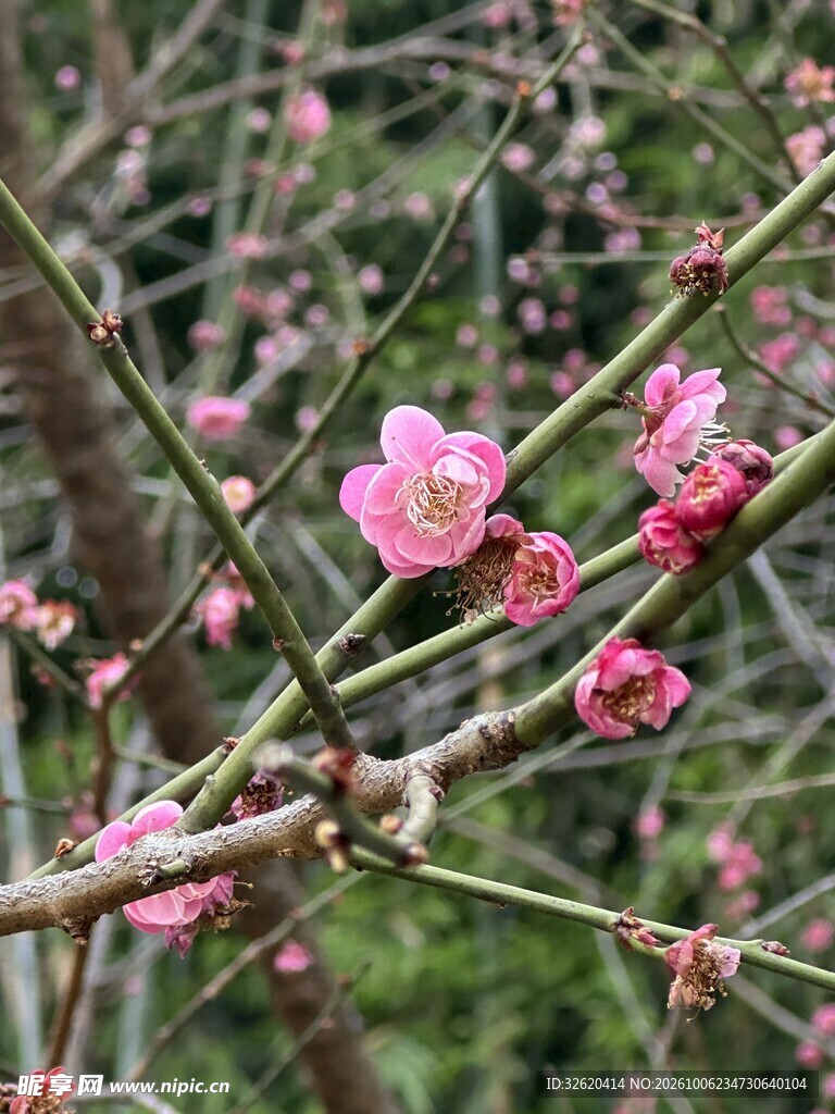 枝头初绽粉色梅花
