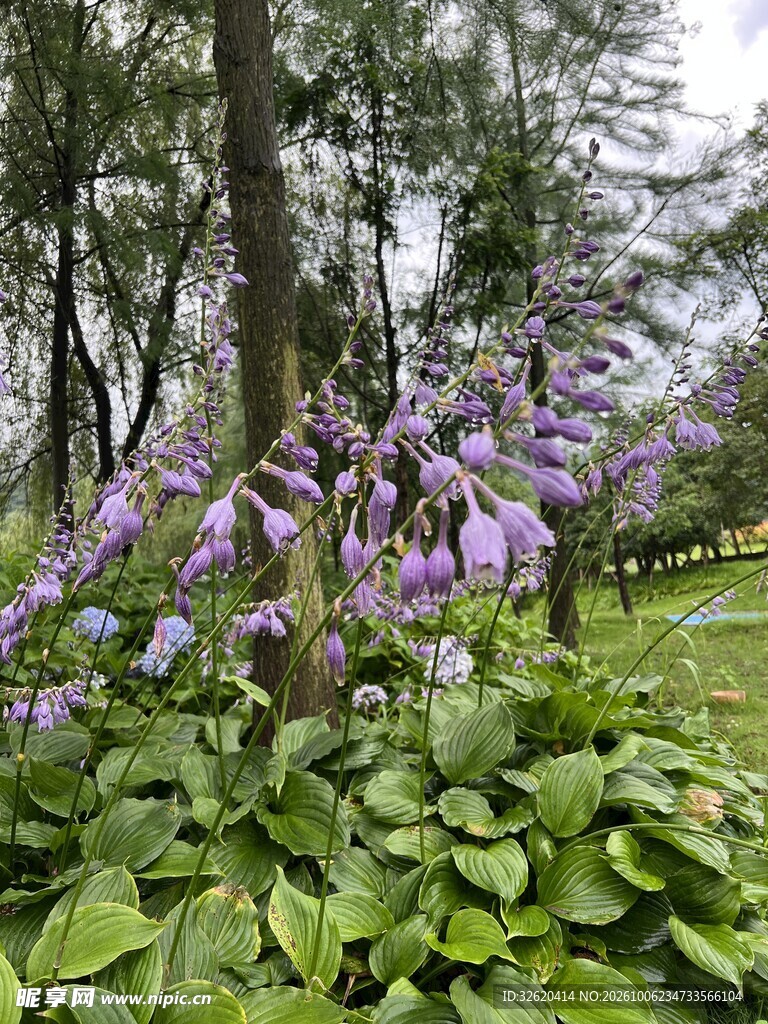 林下紫花自然景观