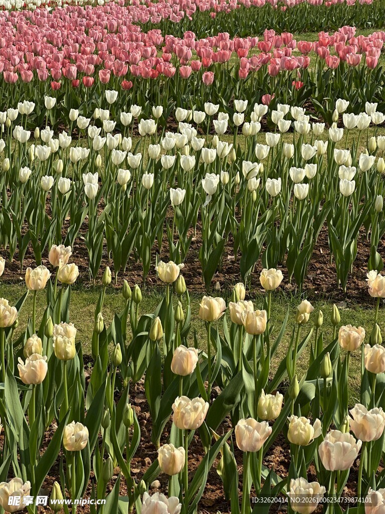 春日郁金香花田