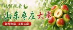 山东大枣