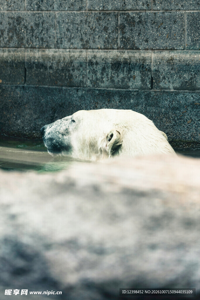 水中探头的北极熊