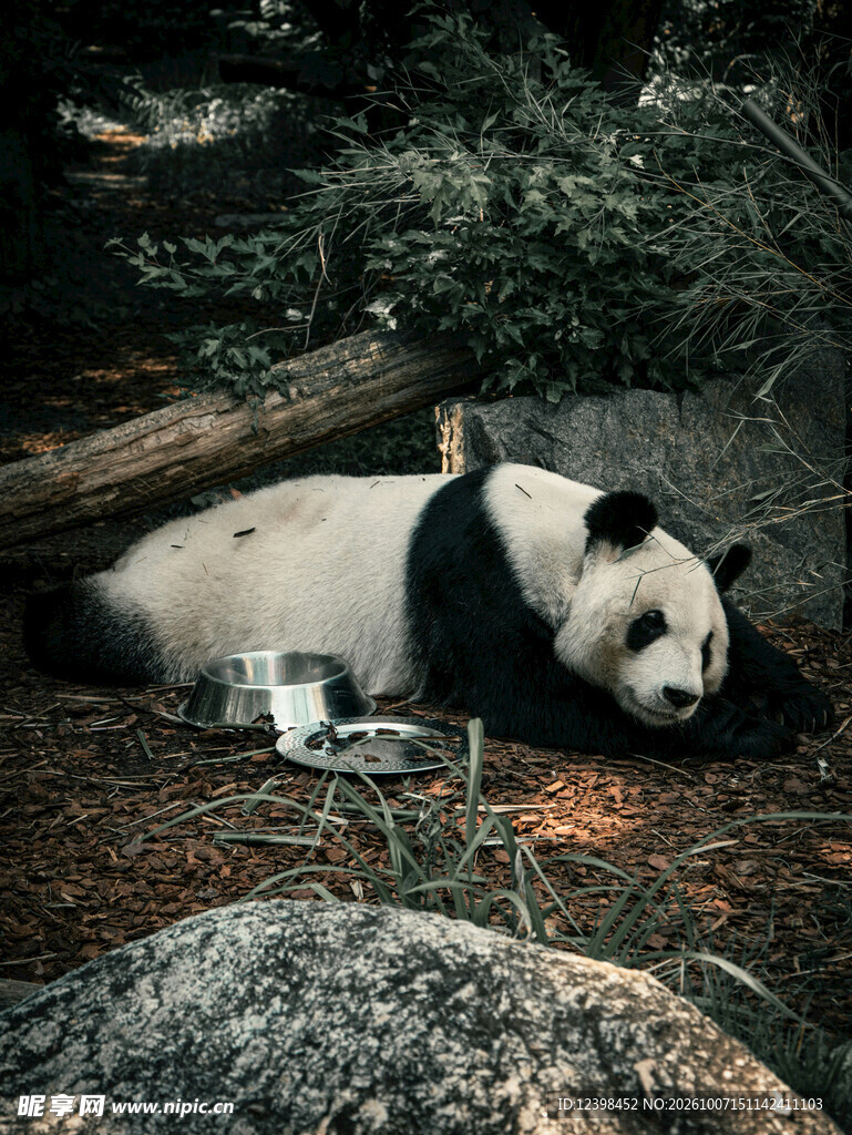 躺卧休息的大熊猫