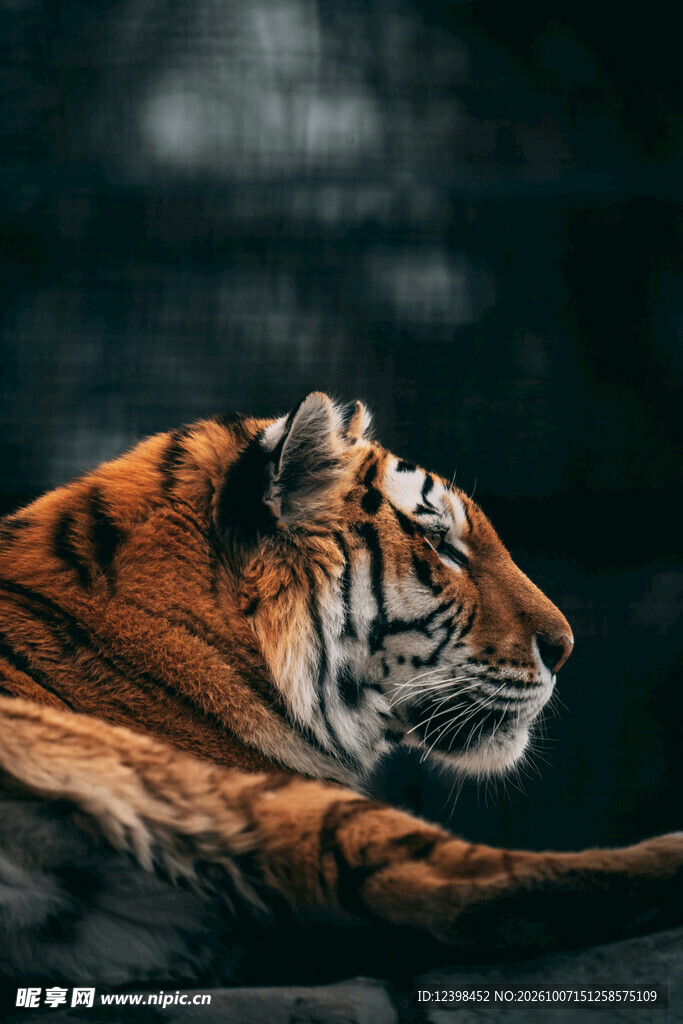 静卧的猛虎