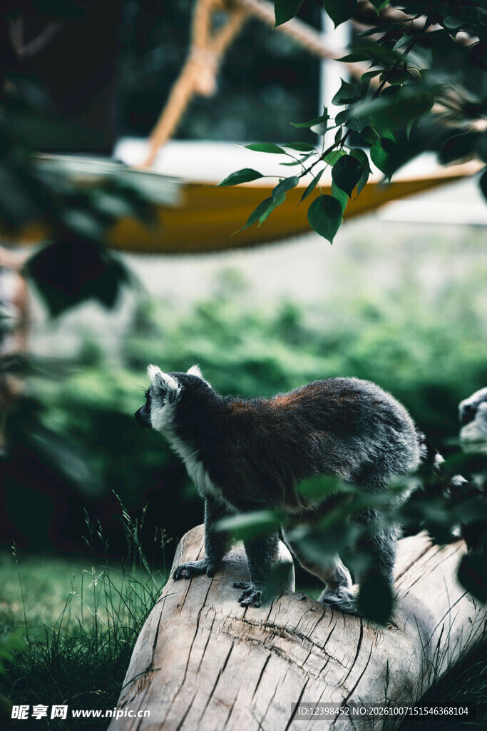 林间环尾狐猴