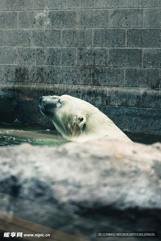 水中露头的北极熊