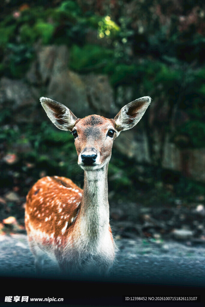林中涉水的梅花鹿