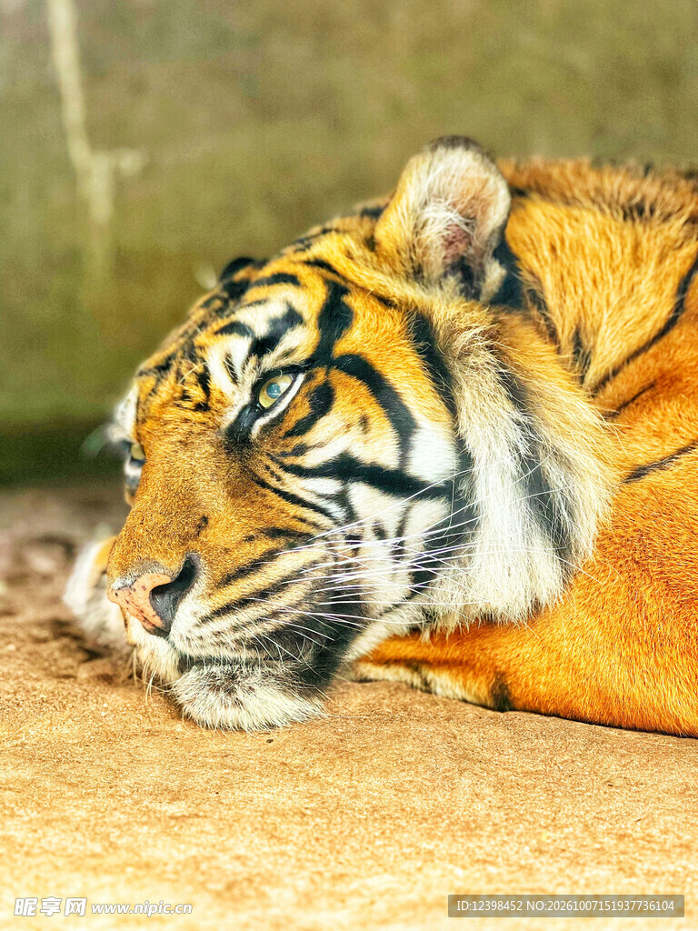 休憩的老虎