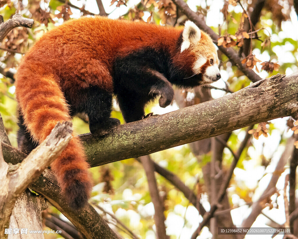 树上的小熊猫