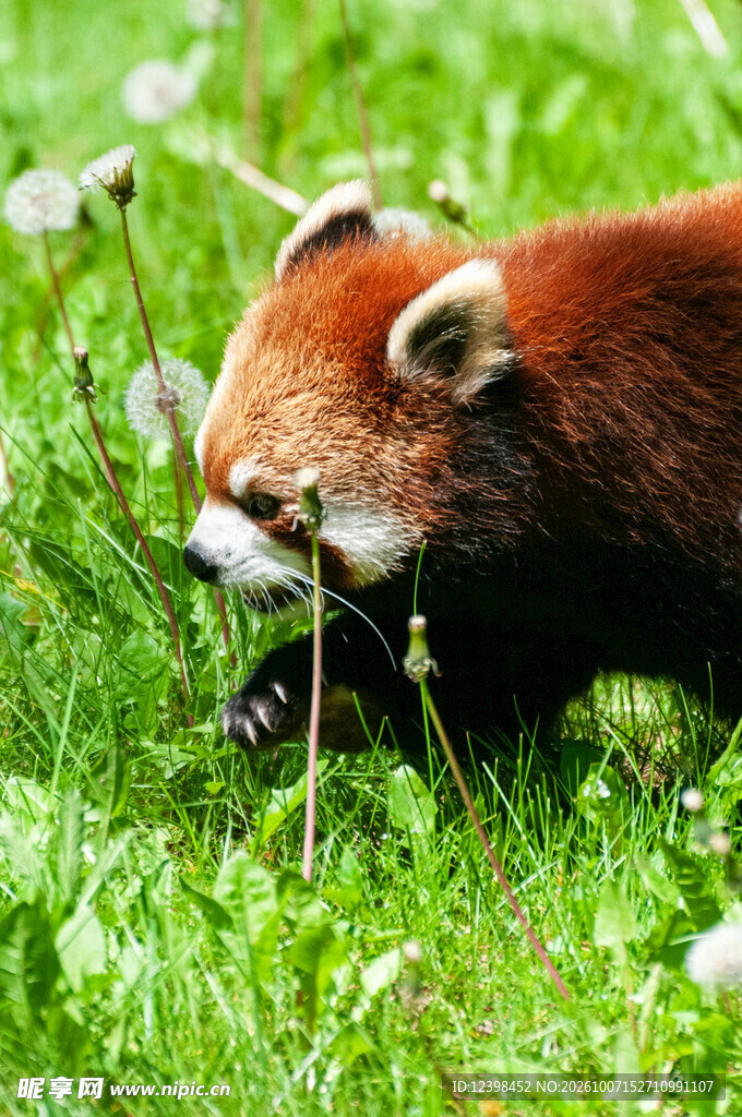 草丛中的小熊猫