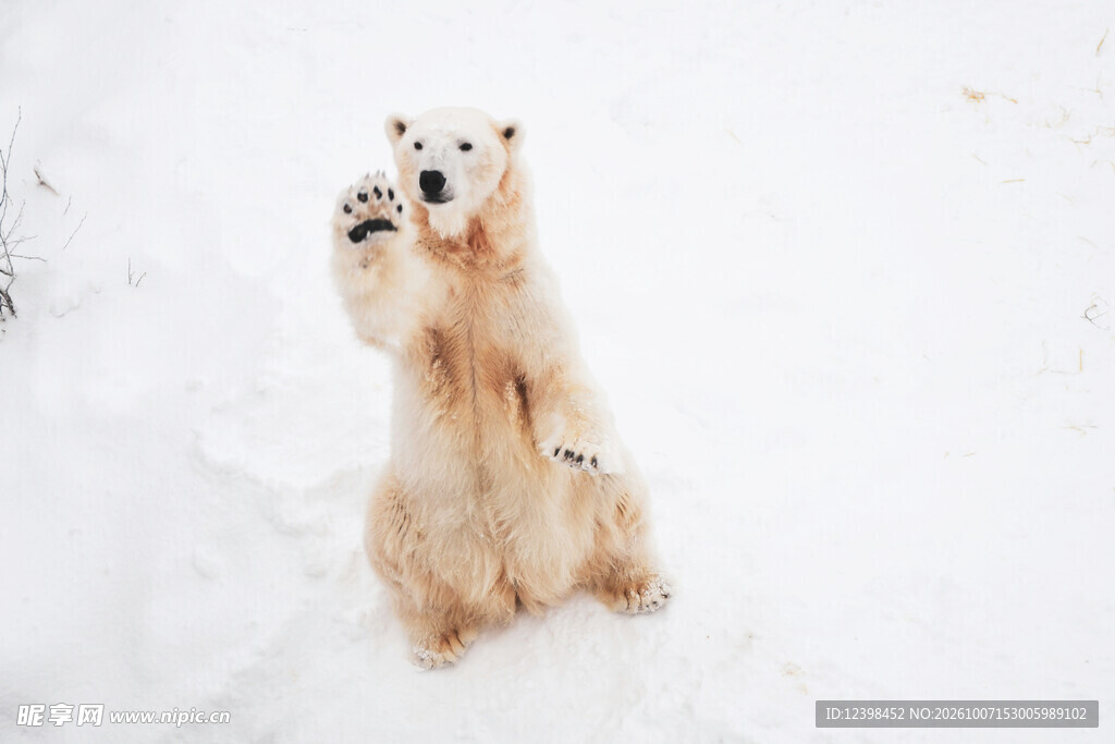 雪地挥手的北极熊