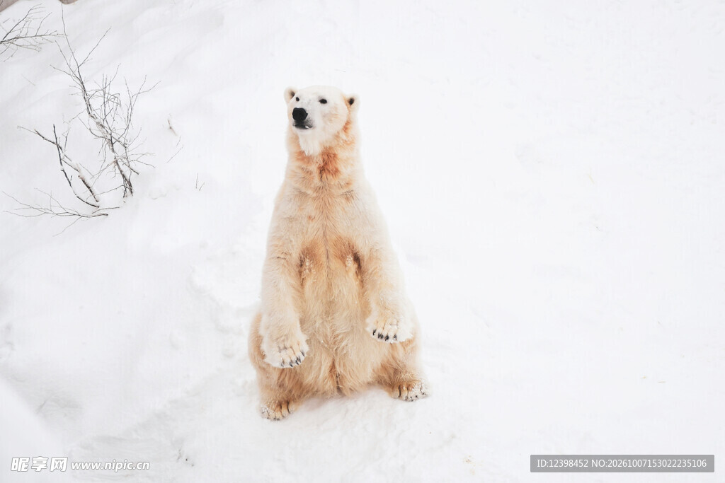 雪地中的北极熊