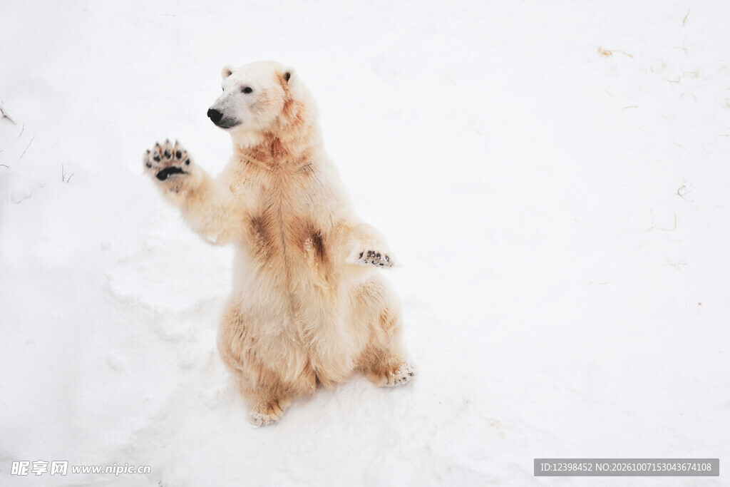 雪地坐立的北极熊
