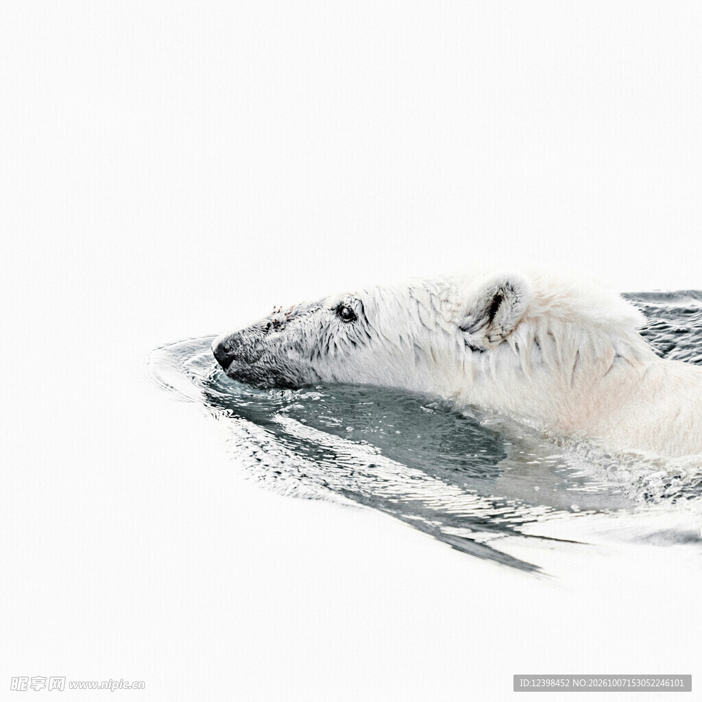水中北极熊手绘插画