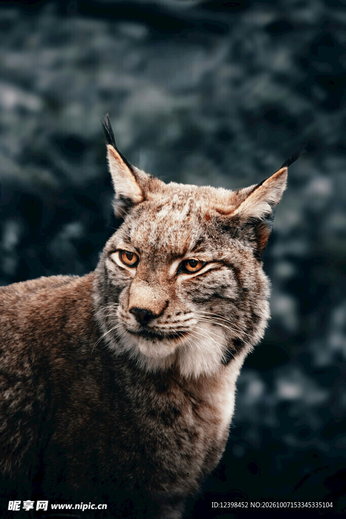 野生猞猁特写