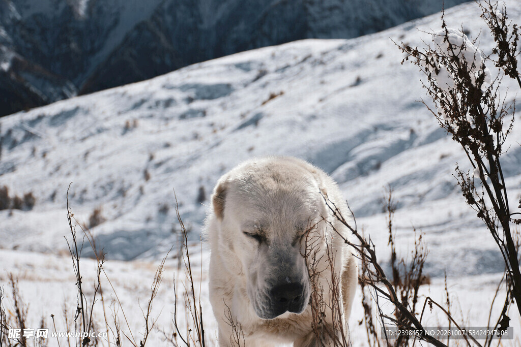 雪地中的北极熊