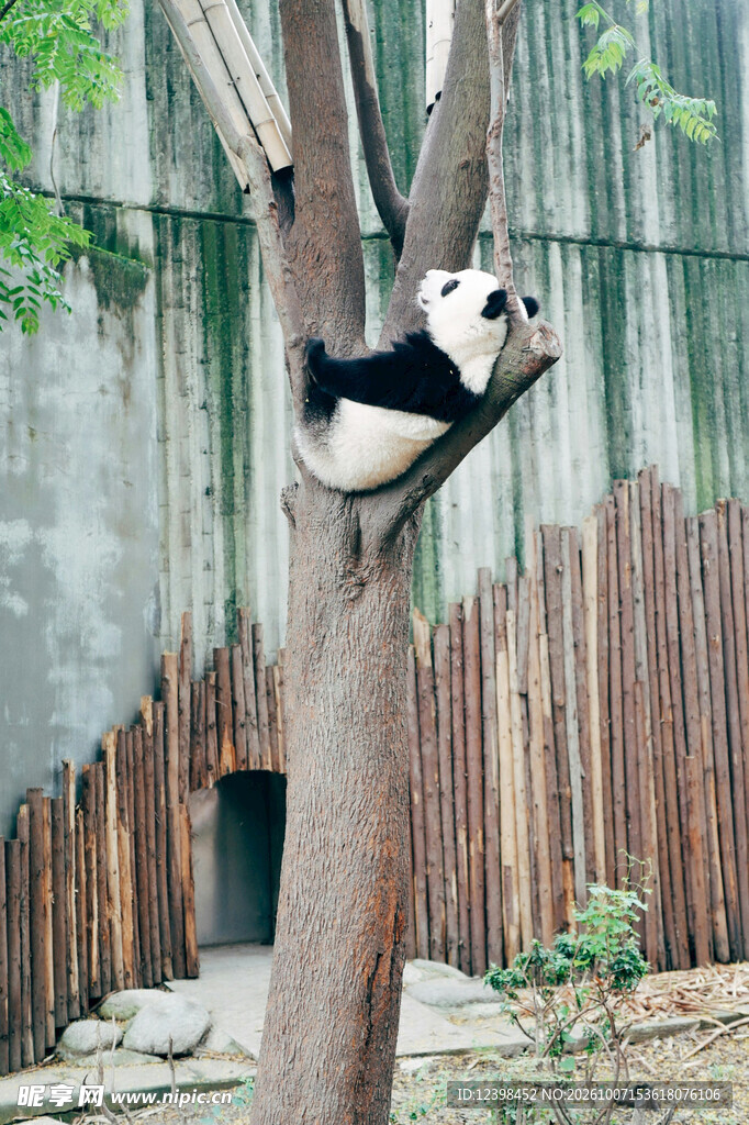 树上休憩的大熊猫