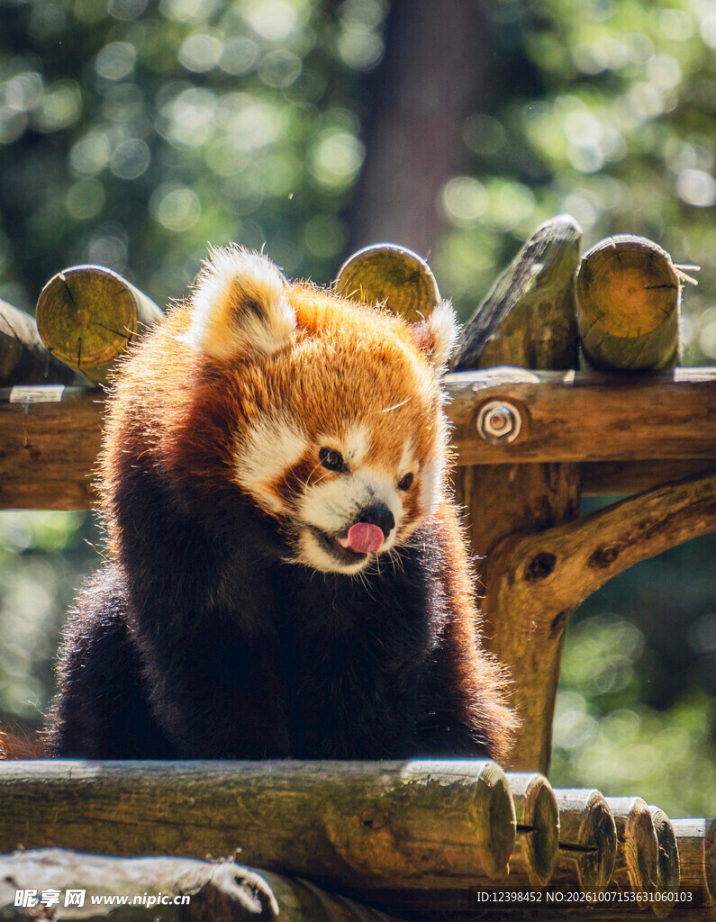 吐舌的可爱小熊猫