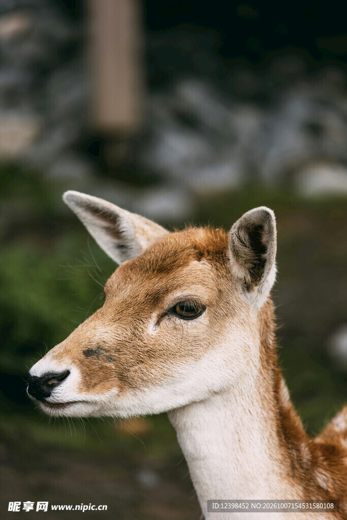 小鹿头部特写