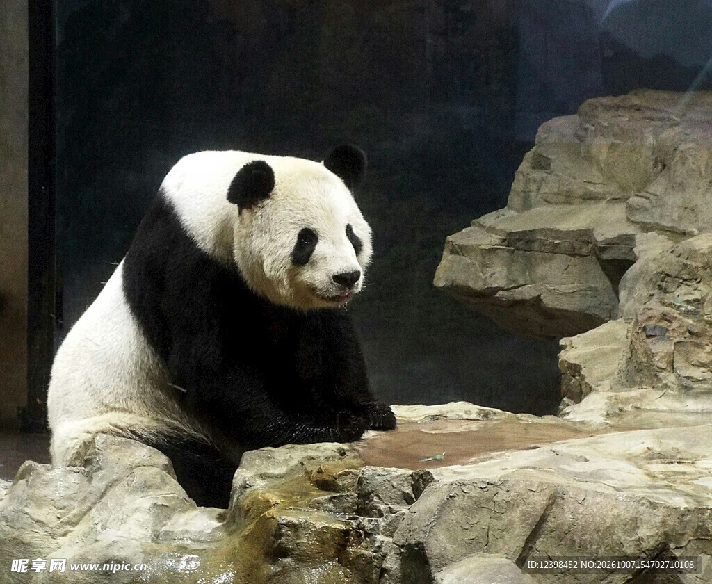 大熊猫静坐在岩石上