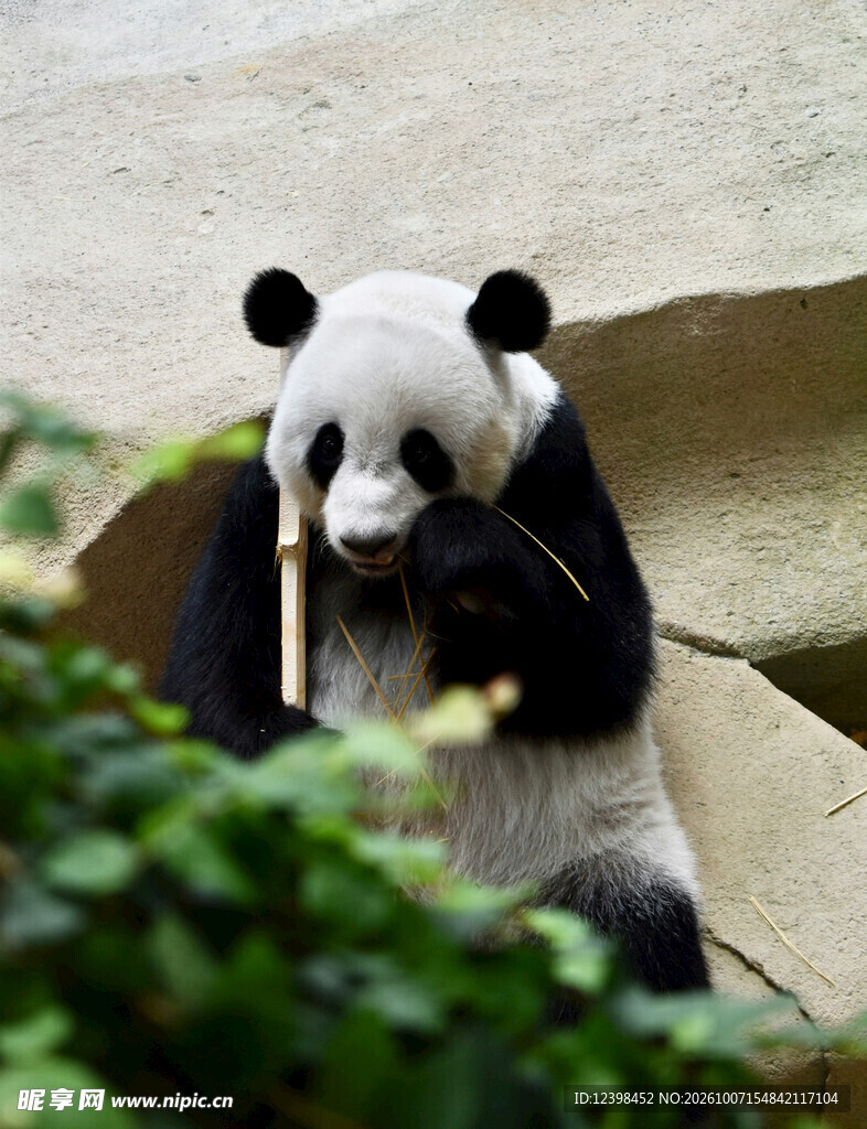 萌态大熊猫吃竹子