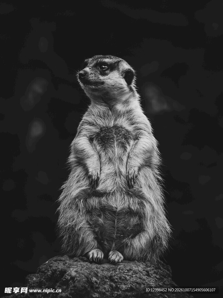站立张望的狐獴