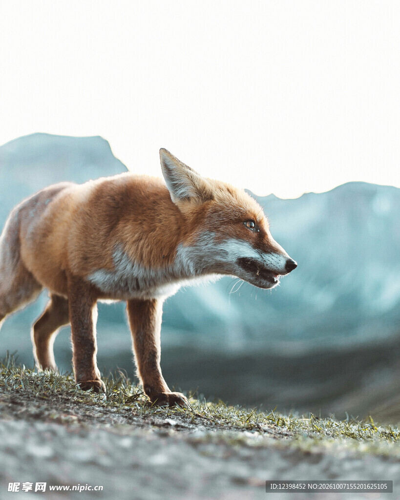 山野行走的野生狐狸