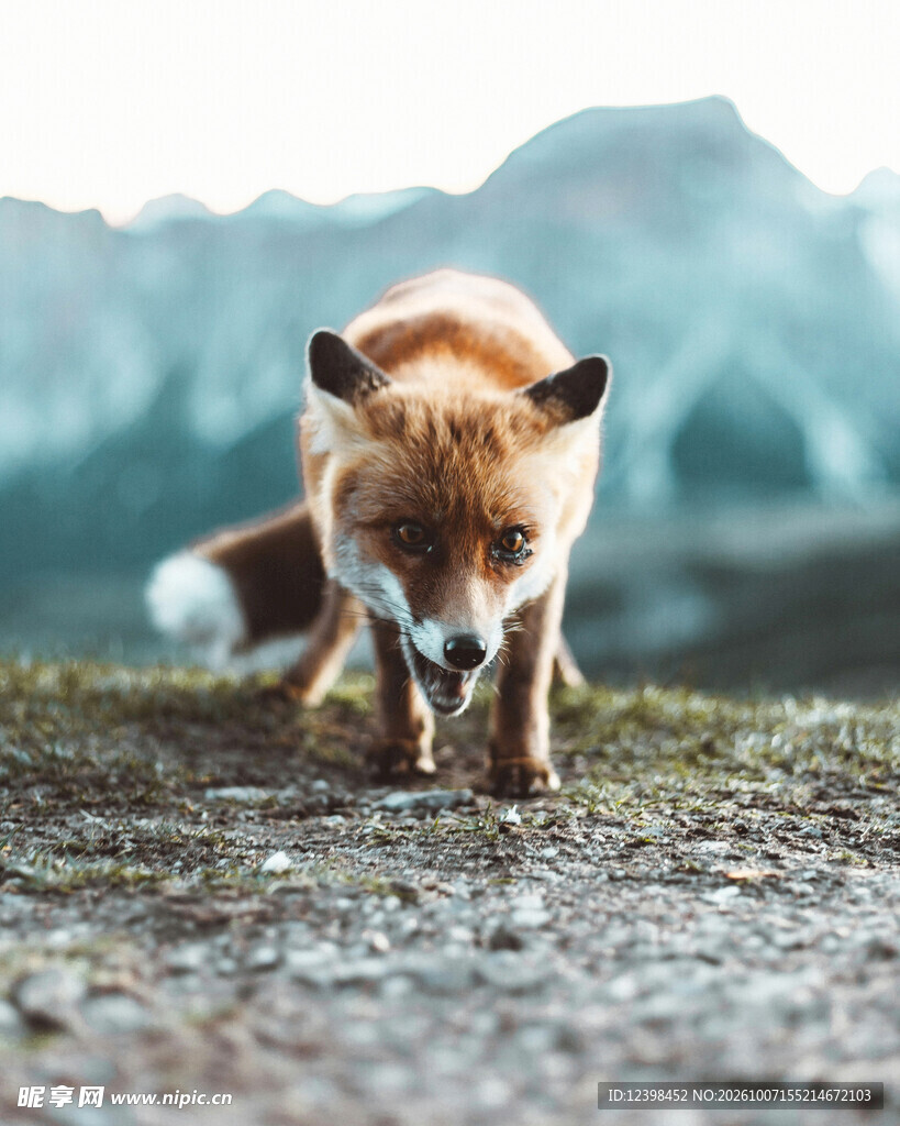 山间野生红狐