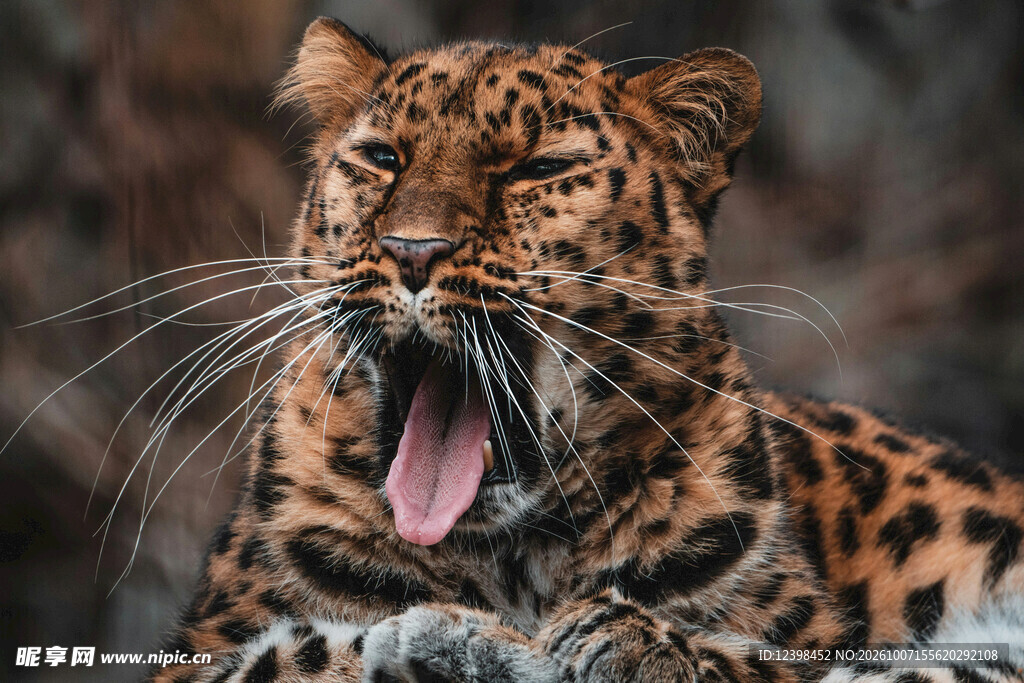 打哈欠的花豹